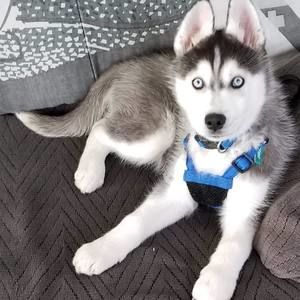 Meet your Posher, Chris